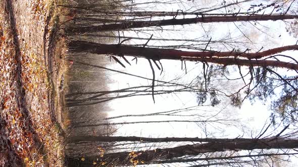 Vertical Video of an Autumn Forest During the Day in Ukraine