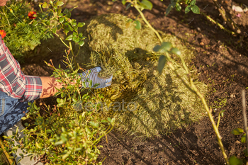 Hay protecting a flowerbed from an upcoming cold / Photodune, Misc
