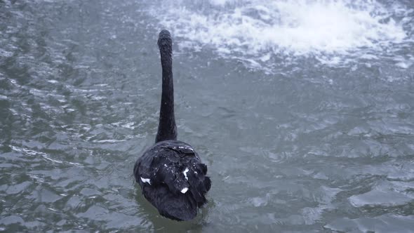 Black swan swimming under the fountain