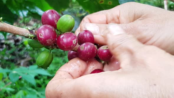 Woman picking coffee