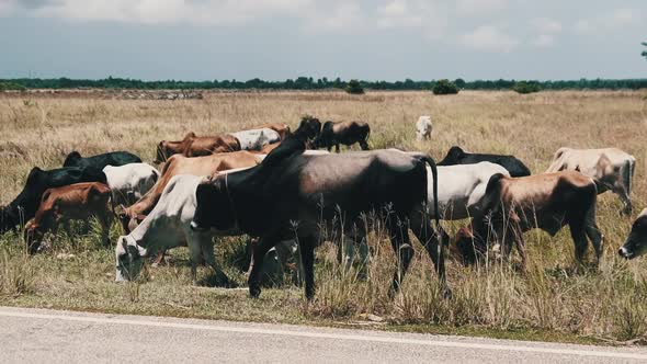 Herd of African Humpback Cows Walking at the Side of the Asphalt Road Zanzibar