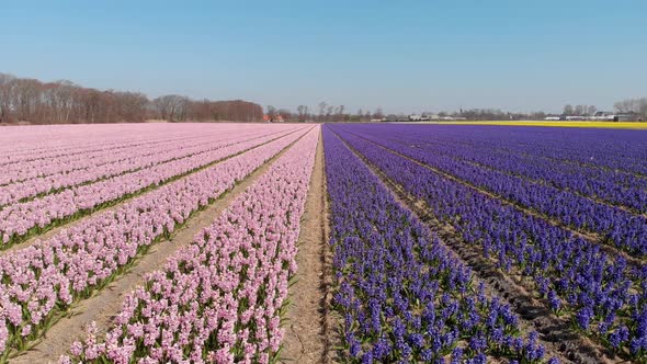 Beautiful Dutch Hyacinth Field With Blooming Pink And Purple Flowers. drone shot