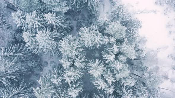 AERIAL - A snowy winter forest in Sweden, rising wide shot top down