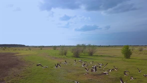 White Storks on a Green Meadow