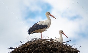 Storks in the nest / Photodune, Misc