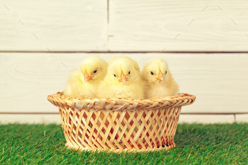 Little chicken on the grass. Creative photo / Photodune, Misc