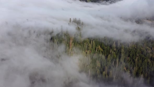 Cloud and forest aerial view