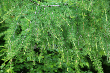 Larch tree branch / Photodune, Misc