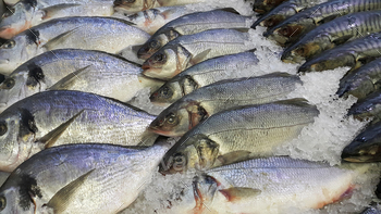 Fresh cooled fish on ice for sale in market / Photodune, Misc