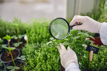 植物の葉を研究している生物学者 / Photodune, Misc