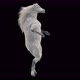 55 White Horse Dancing 4K - VideoHive Item for Sale