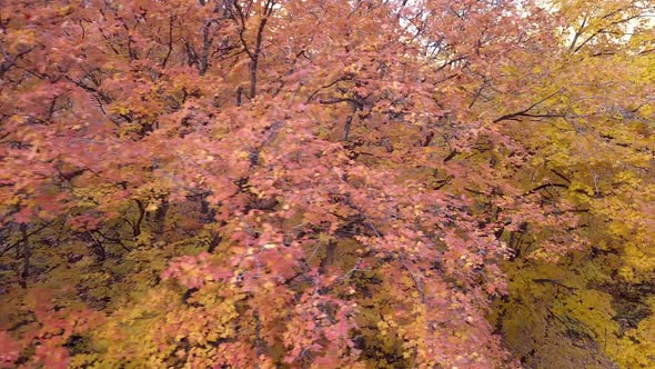 Panning through colorful trees in forest during Fall