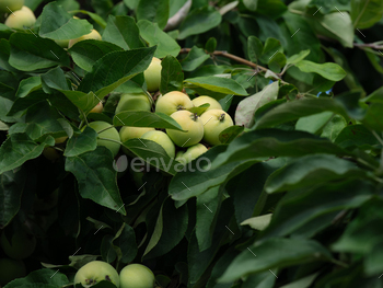 Unripe apples growing on an apple tree / Photodune, Misc