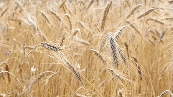 Oganic wheat slow motion of  golden fields on the wind shallow DOF 1920X1080 HD footage - Before har