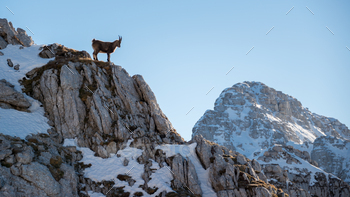 Alpine Ibex in the mountains / Photodune, Misc