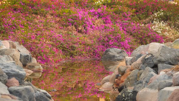 Flowers on the Bank of the Stream