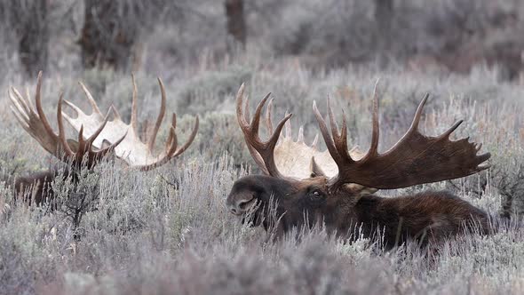 Bull Moose turning head while laying in the brush next to another