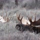 Bull Moose turning head while laying in the brush next to another - VideoHive Item for Sale
