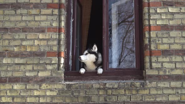 Dog Peeks Out the Window