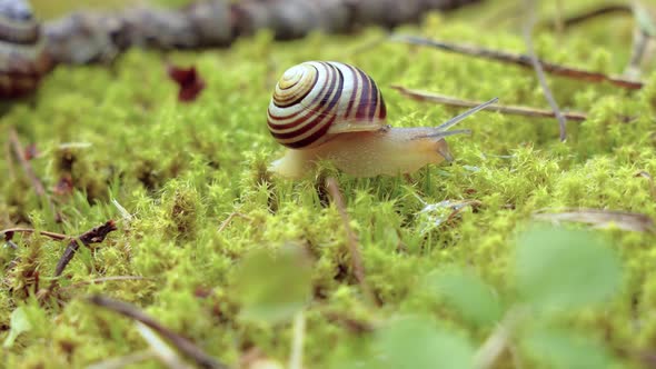 Snail Slowly Creeping along on Green Moss