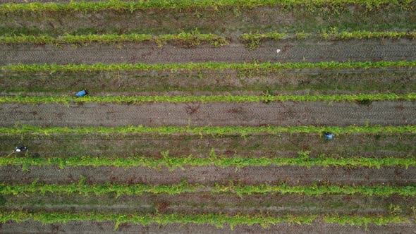 Aerial View of Vineyards Field Plantation on Sunset