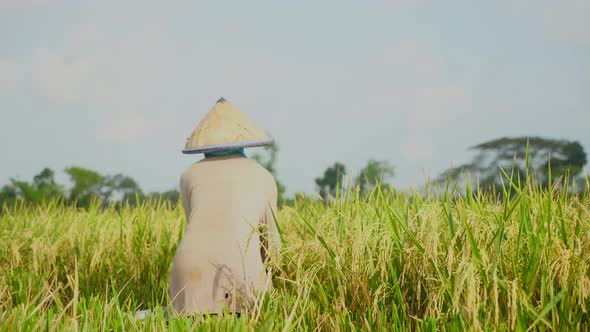 Farmer Harvesting Rice