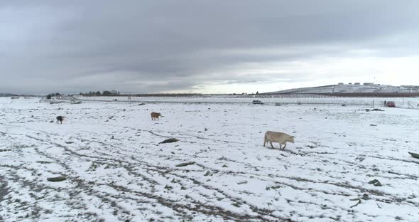 Aerial view of cattle in a field with snow, Sefat, Upper Galilee, Israel.