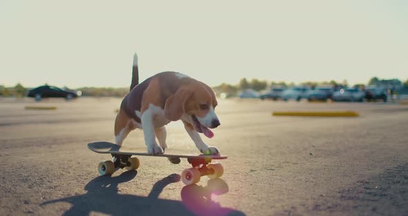 Beagle Dog Rides a Skateboard Outdoors