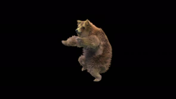 142 Bear Dancing 4K