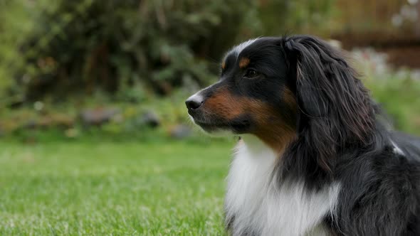 Tight shot of a mini Australian Shepherd laying down in a beautiful lawn of grass.