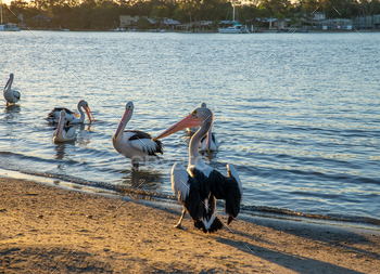 Rear View of Pelicans on Rivershore at Sunset in Noosaville,Queensland,Australia.Wild Animal Concept / Photodune, Misc