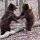 Two brown adult bears play or fight in the spring forest - VideoHive Item for Sale