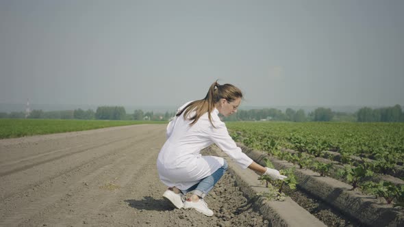 Scientists researching agricultural field