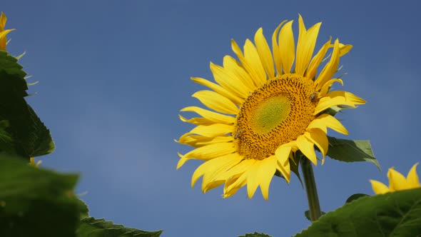 Wind swings sunflower Helianthus annuus plant 4K video