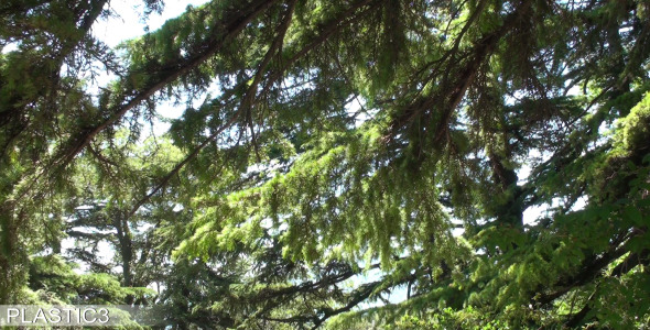 Forest Background
