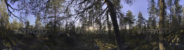 Nature HDRI - Forest Glade