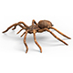 Tarantula Spider With PBR Textures - 3DOcean Item for Sale