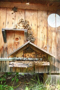 Beehives in an apiary outdoors / Photodune, Misc