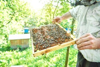Beekeeper working in his apiary holding honeycomb frame / Photodune, Misc