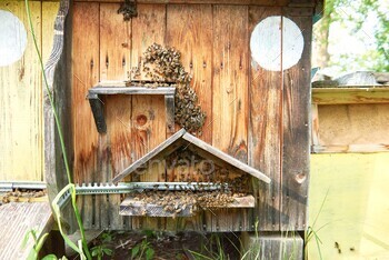 Beehives in an apiary outdoors / Photodune, Misc