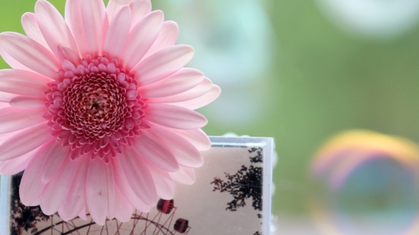 Flower And Bubbles