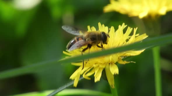 Bee collecting pollen on a windy spring day