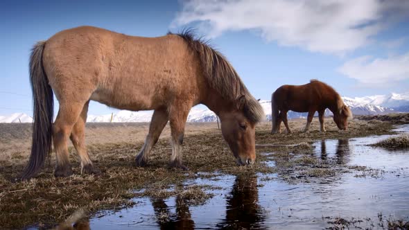 Icelandic Horses Grazing on a Mossy Pasture in the Mountains. Horse Reflection on a Frozen Rivers
