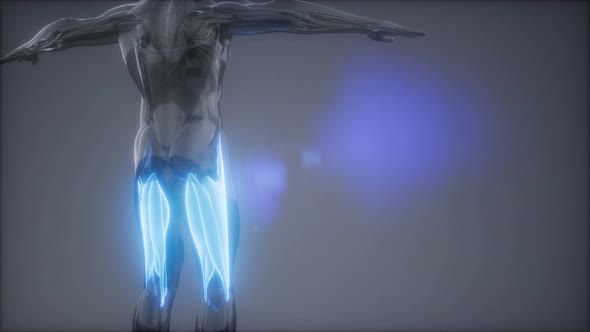 Thigh Muscles - Visible Muscle Anatomy Map alt