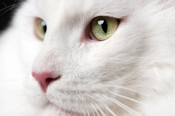y white color animal American Forest Cat with big eyes and pink nose looking.