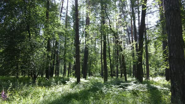 Beautiful Green Forest on a Summer Day Slow Motion