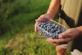 Senior man hands holding box with fresh cultivated blueberry / Photodune, Misc