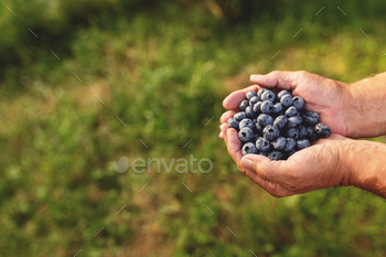 Senior man hands holding heap of fresh cultivated blueberry / Photodune, Misc