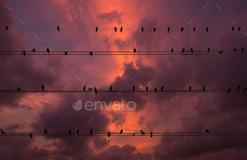 Pigeons on the electrical wires isolated on fantastic sky cloud background / Photodune, Misc
