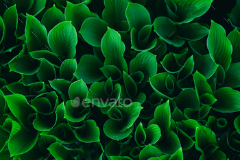 Green / Photodune, Misc